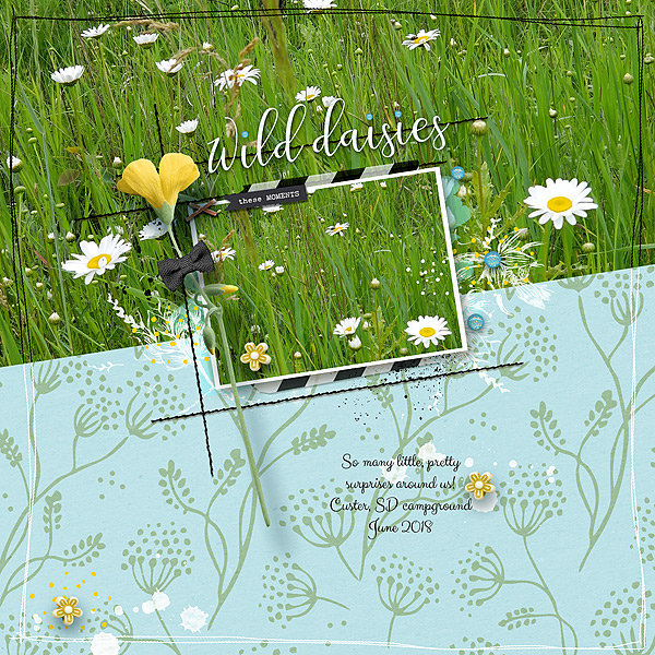 Wild-Daisies