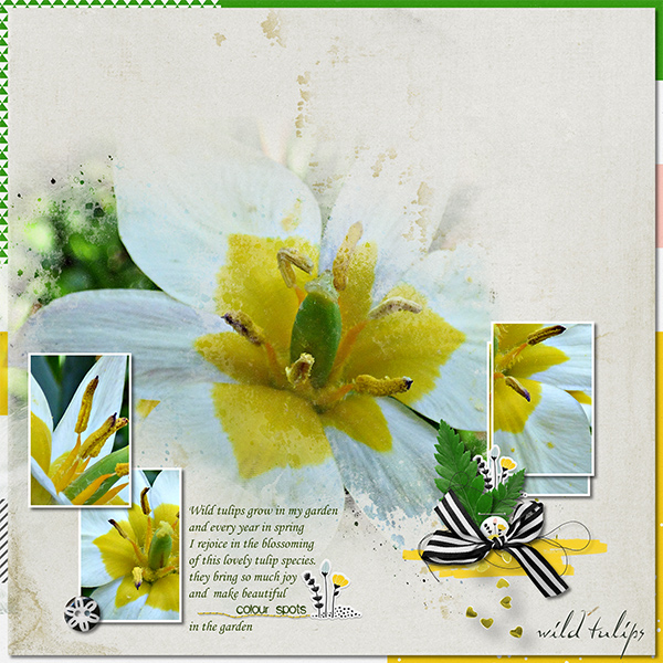 Wild-tulips