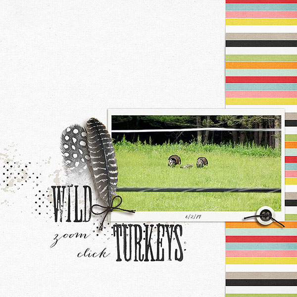Wild Turkeys