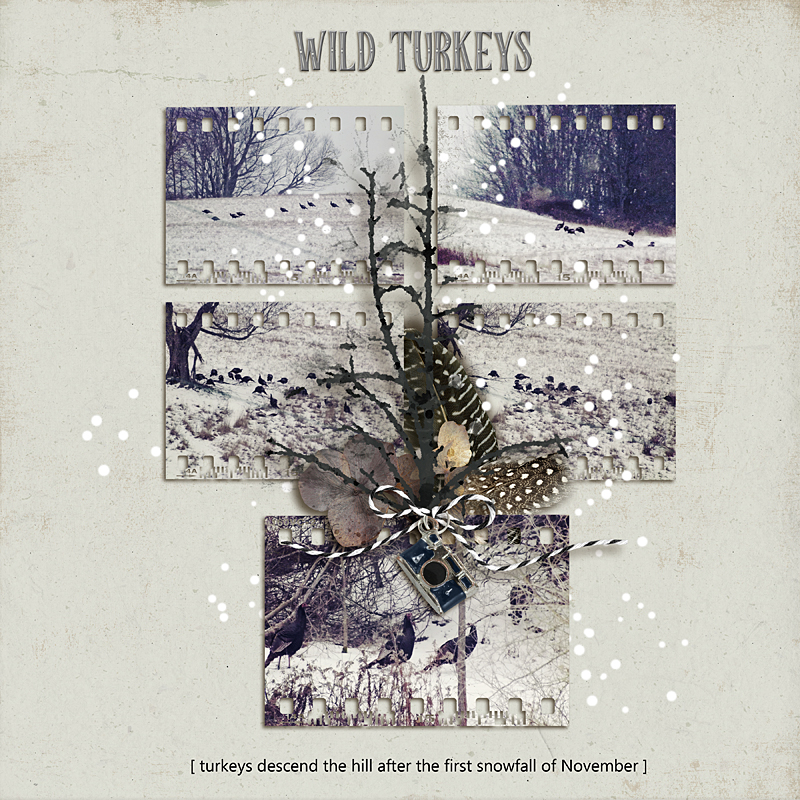Wild Turkeys