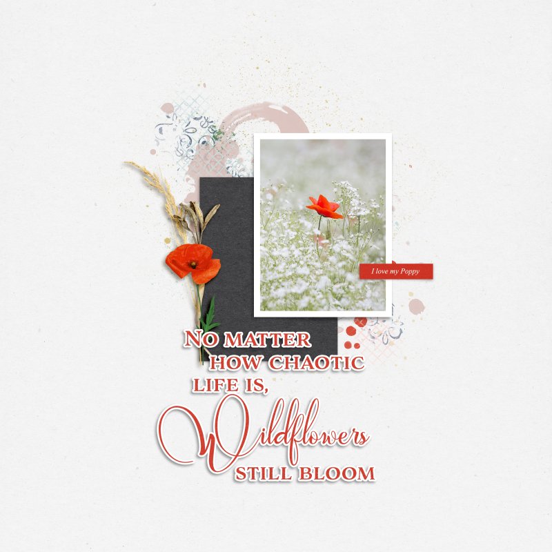 Wildflower Collection