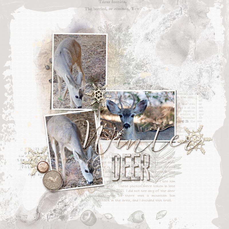 Winter Deer
