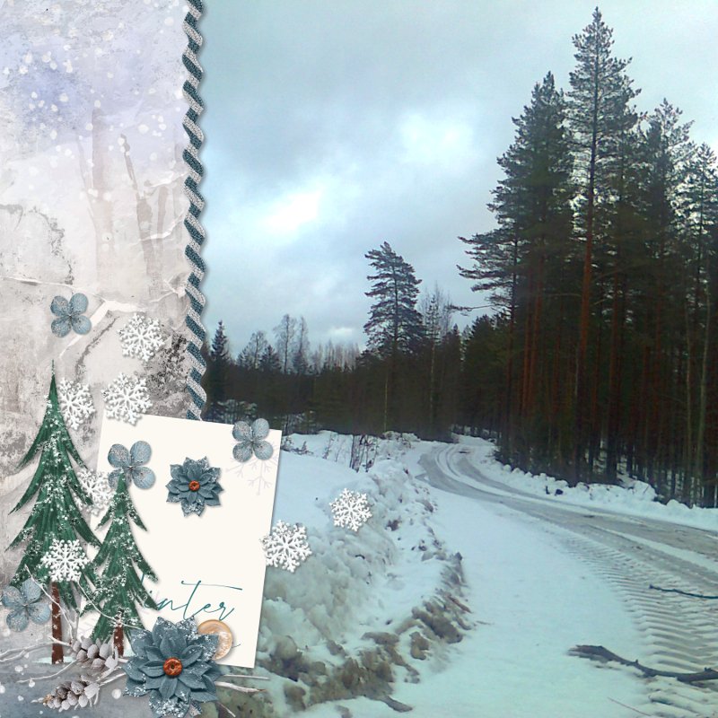winter forest roads.jpg