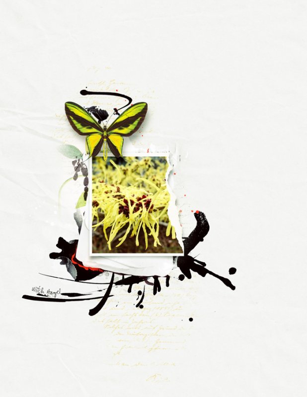 WitchHazel
