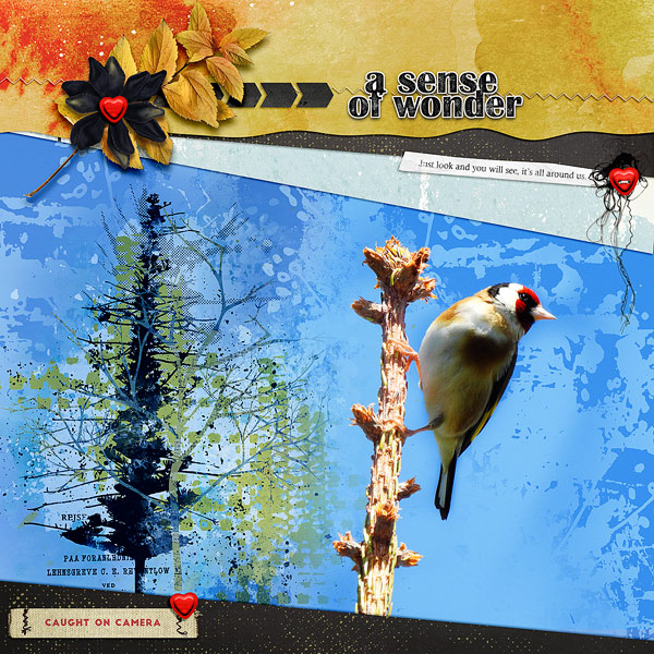 WONDER