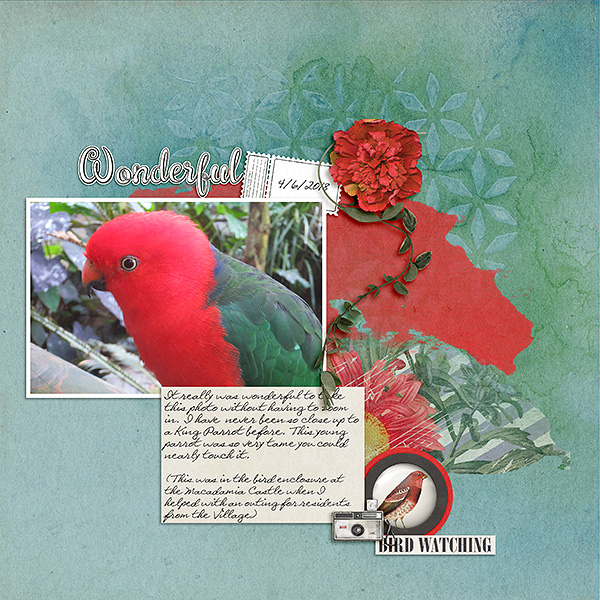 Wonderful King Parrot