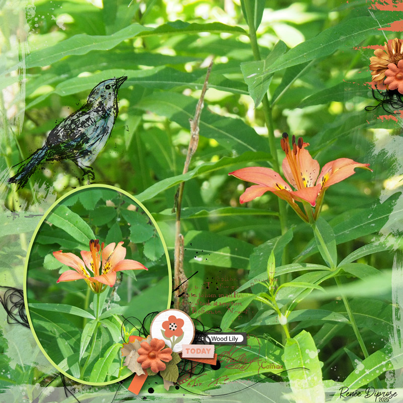 Wood Lily