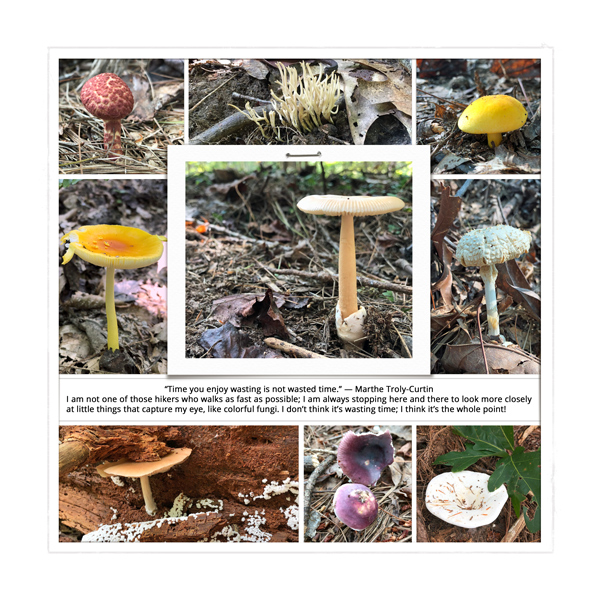 Woodland Fungi