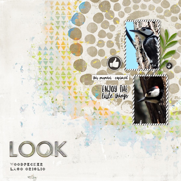Woodpecker01