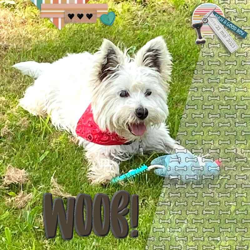 Woof !
