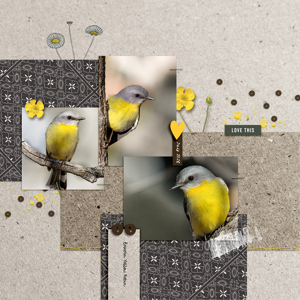 Yellow Robin