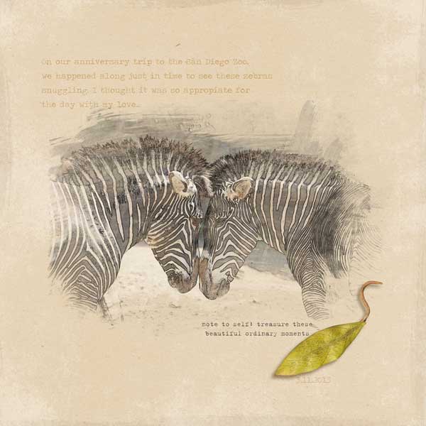 Zebra Love