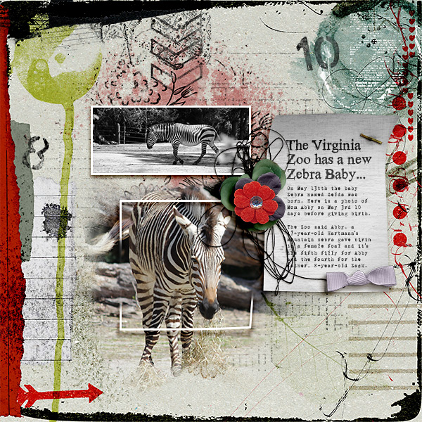 Zebra