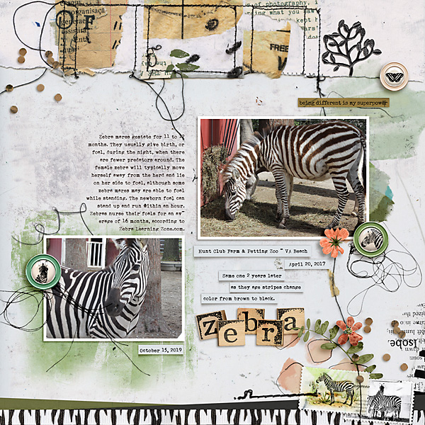 Zebra