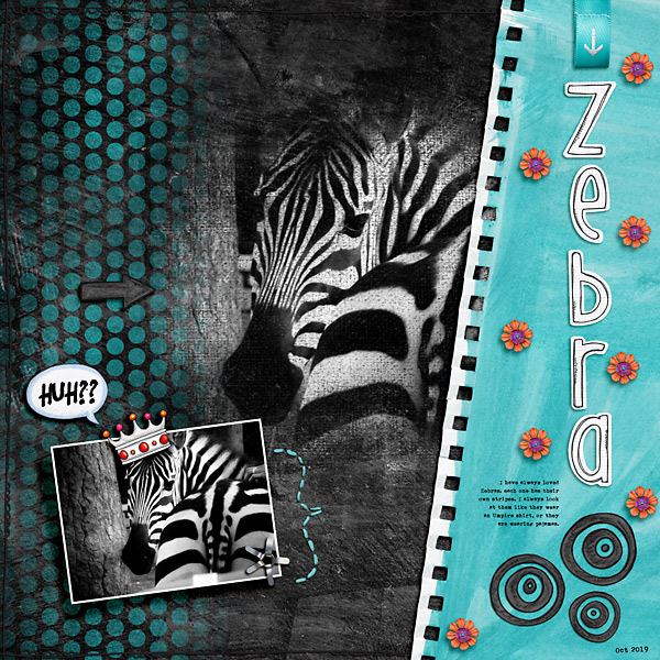 Zebra
