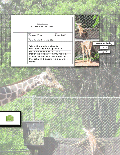 Zoo-giraffe-web