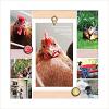 Maroochydore chickens by Lynn Grieveson