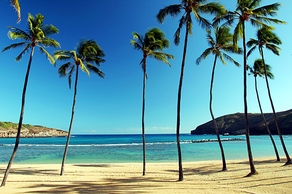 hanauma trees