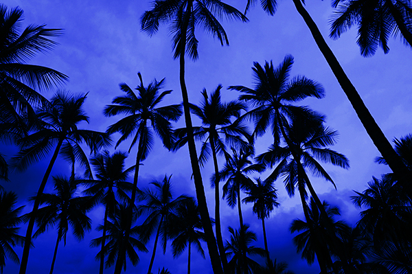purple trees