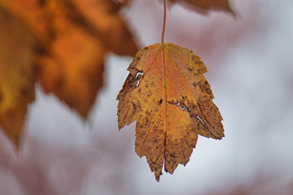 photographingfallfoliage