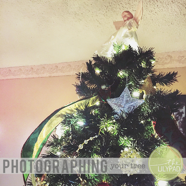 PHOTOGRAPHING YOUR TREE