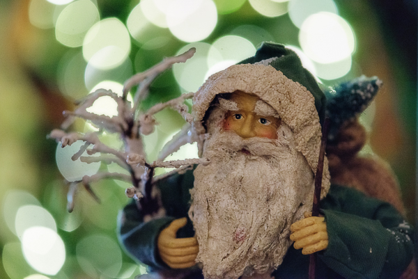 Photographing Your Tree