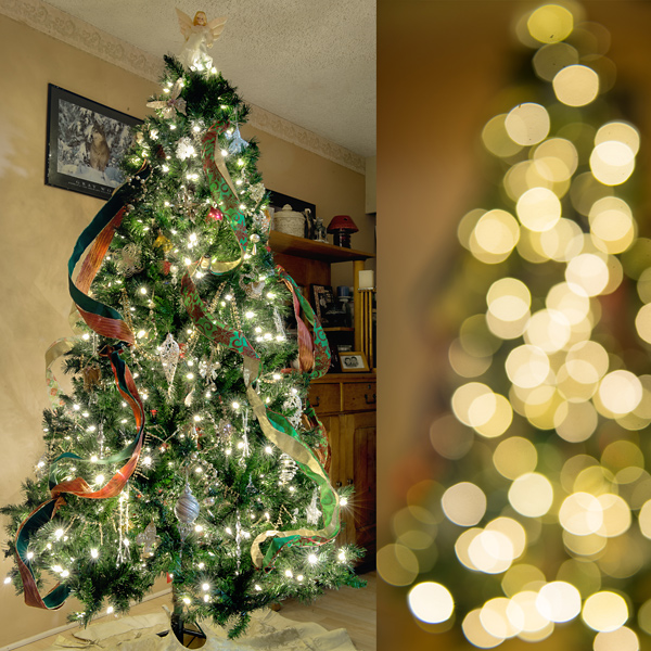 Photographing Your Tree