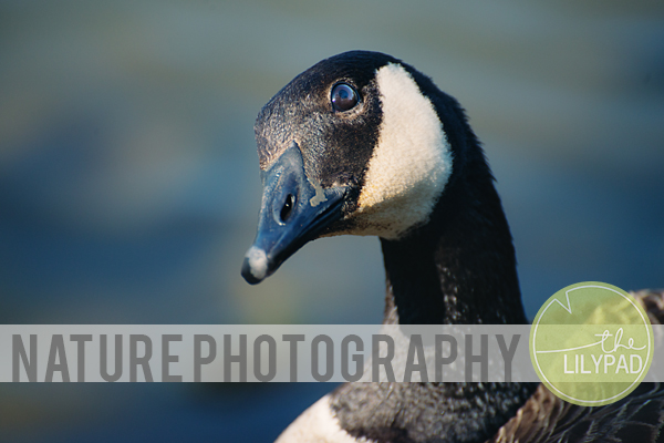 Nature Photography