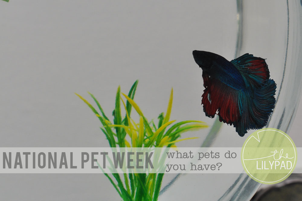 It’s National Pet Week!!!