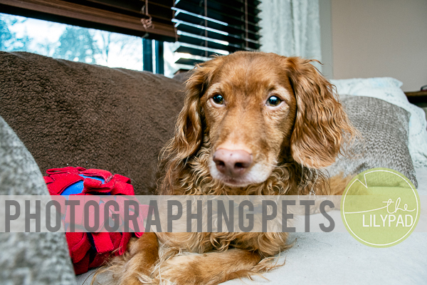 Photographing Pets
