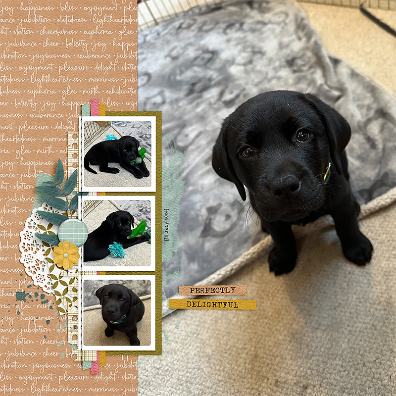 Felicity Bundle - Image 12