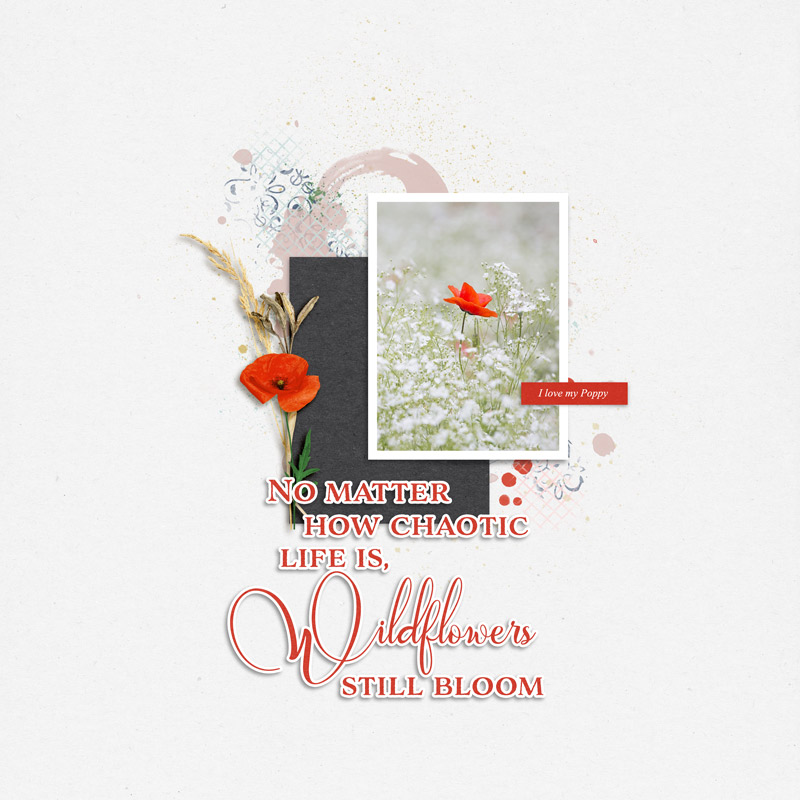 Wildflowers | Collection - Image 3