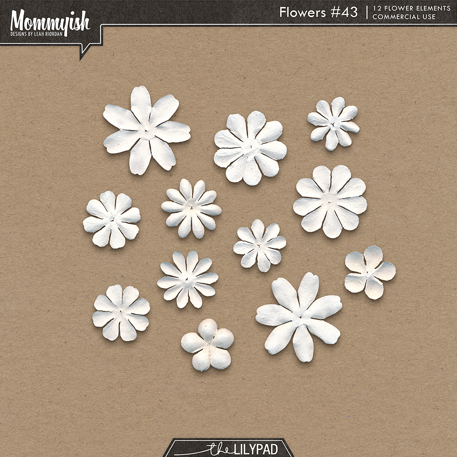 CU - Flowers #43