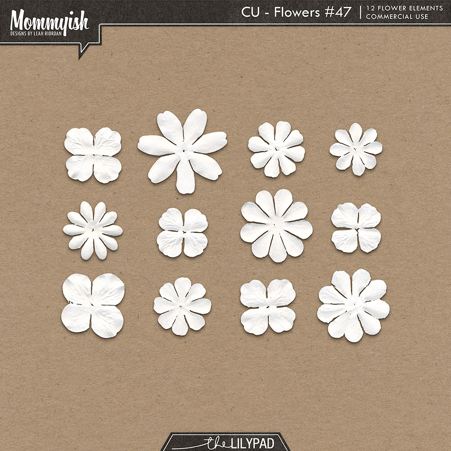 CU - Flowers #47