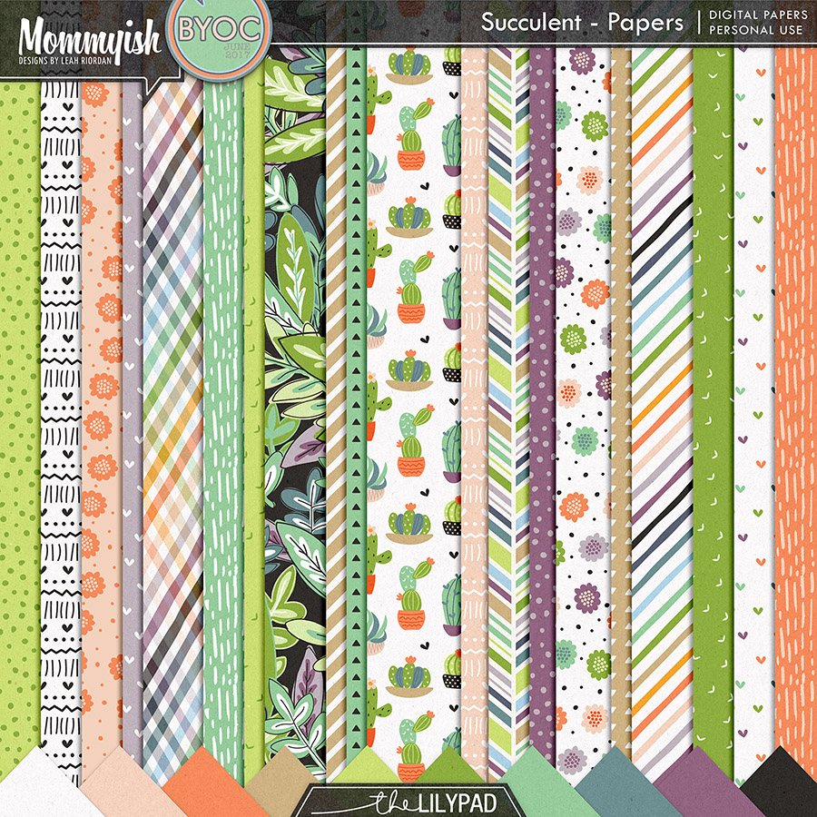 Succulent | Bundle - Image 5