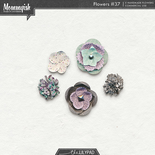 CU - Flowers #37