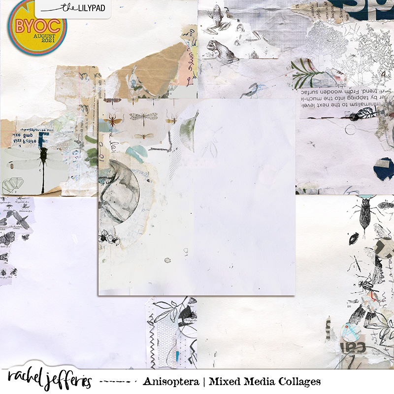 Anisoptera: Mixed Media Collages