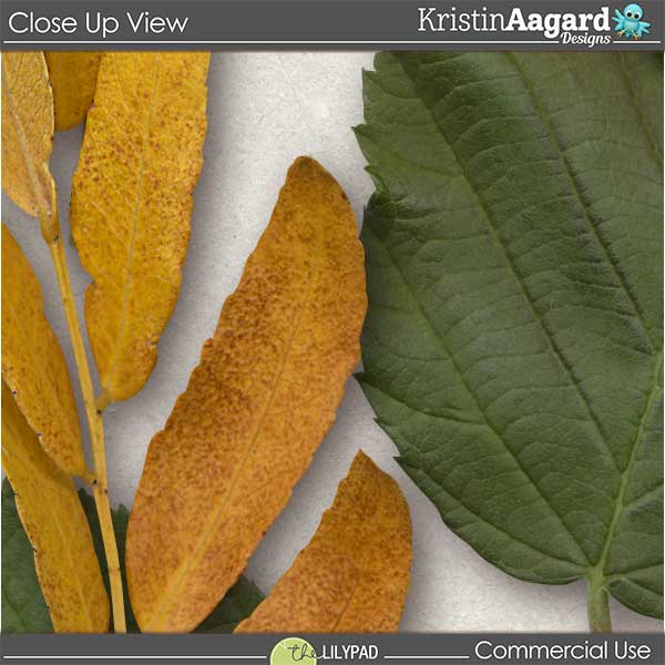 CU Foliage 32 - Image 2