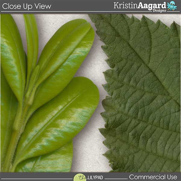 CU Foliage 33 - Image 2