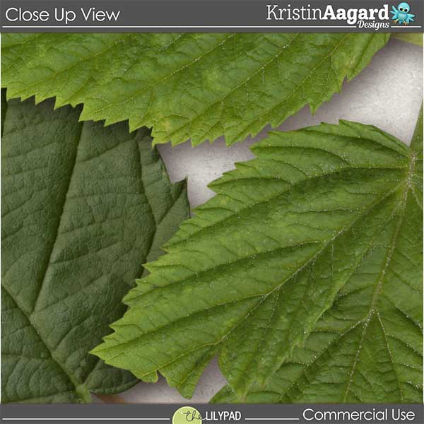 CU Foliage 33 - Image 3
