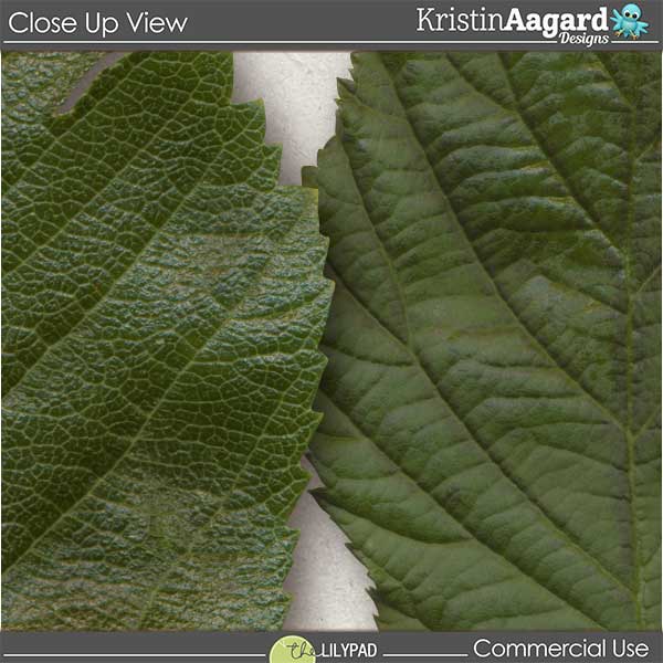 CU Foliage 32 - Image 3