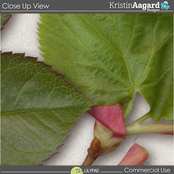 CU Foliage 32 - Image 4