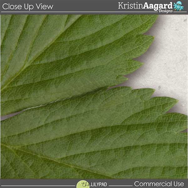 CU Foliage 33 - Image 4