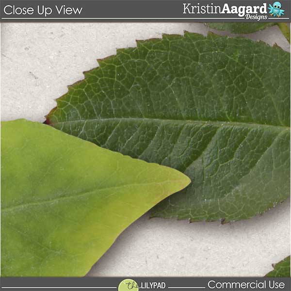 CU Foliage 32 - Image 5
