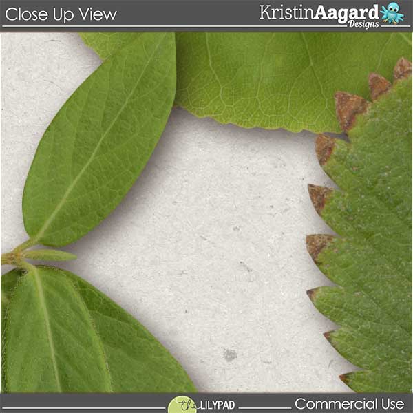 CU Foliage 33 - Image 5