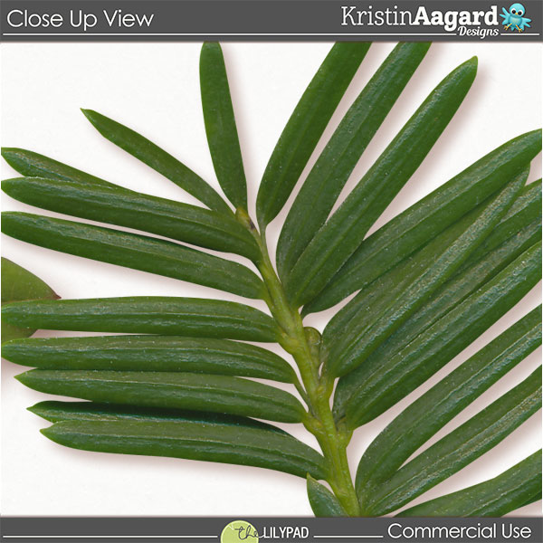 CU Foliage 49 - Image 2