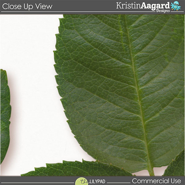 CU Foliage 49 - Image 3