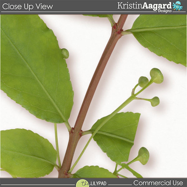 CU Foliage 49 - Image 4