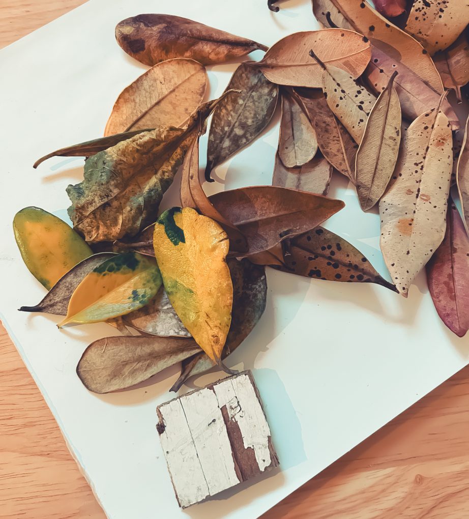 Beached Leaves Bundle by Lynn Grieveson - Image 2