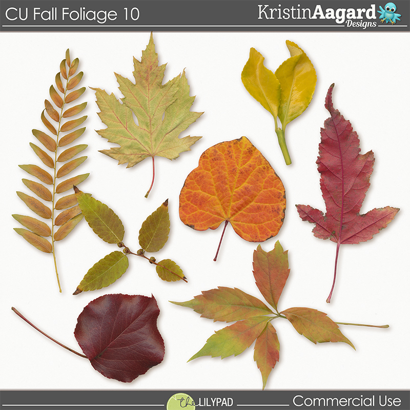 CU Fall Foliage 10 - Image 4